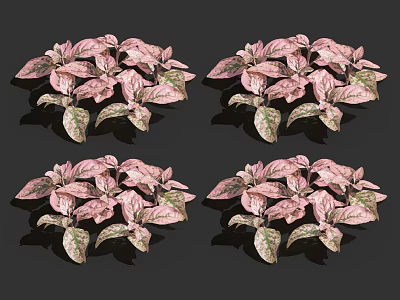 Pink Green Variegated Houseplant Leaves Four Clusters Decorative Foliage 3d model
