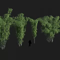Tall Dense Green Bamboo Plants Growing With Person Silhouette Showing Height In Natural Background