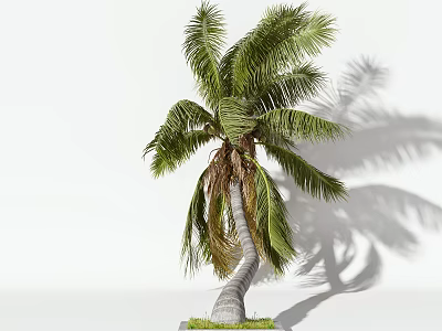 Tall Palm Tree With Curved Trunk Green Fronds And Grass Base Shadow 3d model