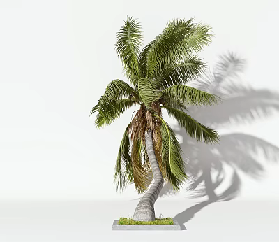 Tall Palm Tree With Curved Trunk Green Fronds And Grass Base Shadow 3d model