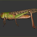 Modern grasshopper insect cartoon locust 3d model