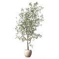 Elegant Indoor Olive Tree Potted Plants In White Ceramic Pots With Green Leaves