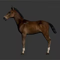 Brown Horse with White Face and Legs Standing on Dark Background Showing Clear Reflection