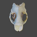 Detailed Animal Skull With White And Orange Texture Visible Teeth And Eye Sockets