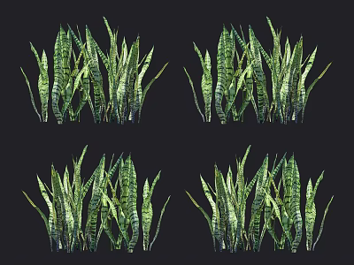 Modern Tiger Piran 3d model