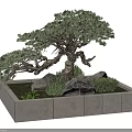 Stylish Bonsai Pine Tree in Square Concrete Container with Rocks and Small Plants 3d model