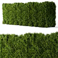 Lush Green Shrubs With Dense Foliage For Garden Landscaping And Decoration