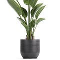 Healthy Indoor Bonsai Plant With Lush Green Leaves In Stylish Modern Ceramic Pot