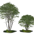 Lush Arbor Trees Featuring Green Foliage And Multiple Trunks On Square Bases
