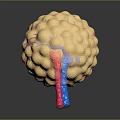 modern eukaryotic cell cross section cell structure cell tissue 3d model