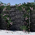 Garden Landscape With Stone Wall Climbing Green Vines Pink Flowers And White Pebbles Ground