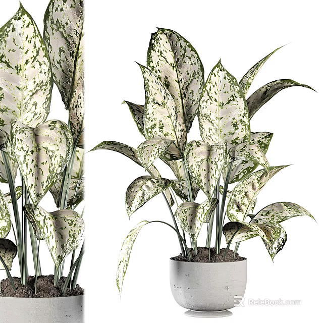 Lush Variegated White Green Leaves Potted Plant In Modern White Ceramic Pot 3d model 