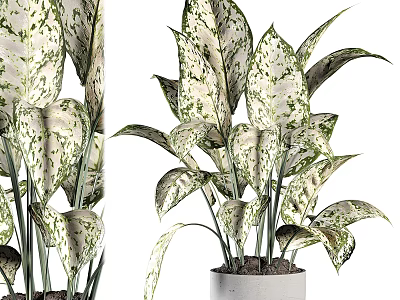 Lush Variegated White Green Leaves Potted Plant In Modern White Ceramic Pot 3d model