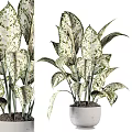 Lush Variegated White Green Leaves Potted Plant In Modern White Ceramic Pot