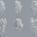 Snow Covered Birch Trees With White Branches And Snowy Foliage In Winter