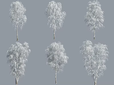 Snow Covered Birch Trees With White Branches And Snowy Foliage In Winter 3d model