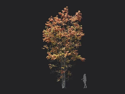 Tall Arbor With Vibrant Orange And Yellow Autumn Foliage And Human Silhouette On Dark Background 3d model