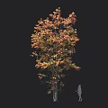 Tall Arbor With Vibrant Orange And Yellow Autumn Foliage And Human Silhouette On Dark Background