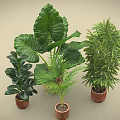 Various Green Plants in Terracotta Pots with Large Leaves and Palm Like Foliage