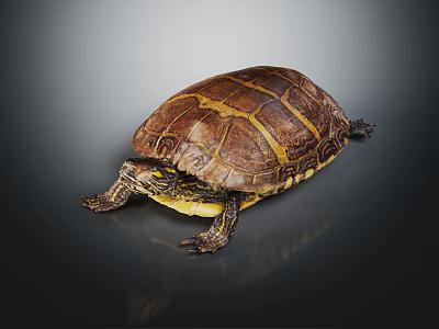 Close Up Brown Turtle With Yellow Striped Shell On Black Surface 3d model