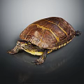 Close Up Brown Turtle With Yellow Striped Shell On Black Surface 3d model