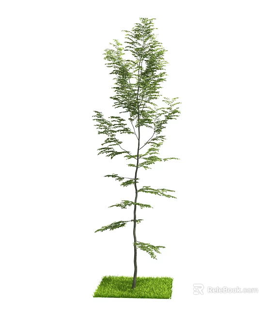 Tall Tree With Feathery Green Leaves Slender Trunk And Extended Branches 3d model 