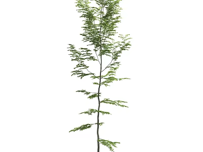 Tall Tree With Feathery Green Leaves Slender Trunk And Extended Branches 3d model