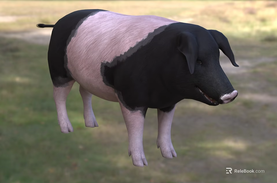 Black And White Pig Standing On Green Grass In Natural Outdoor Setting 3d model 