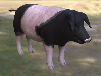 Black And White Pig Standing On Green Grass In Natural Outdoor Setting 3d model