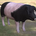 Black And White Pig Standing On Green Grass In Natural Outdoor Setting