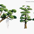 Podocarpus Macrophyllus Yew Evergreen Trees With Lush Foliage And Natural Growth Forms