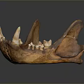 Brown Animal Mandible With Sharp Teeth And Skeletal Structure On Dark Background With Reflection