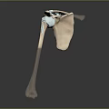 Human Shoulder Joint Anatomical 3D Model Displaying Bone And Cartilage Structure 3d model