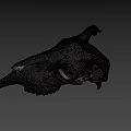 Ancient Cow Skull Specimen At Australian National University Archaeology Research