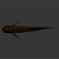 Brown And Yellow Aquatic Fish With Striped Body Fins And Long Tail