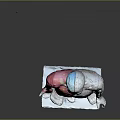 Human Body Model Showing Anatomical Organs And Hair Structure Left Right Comparison