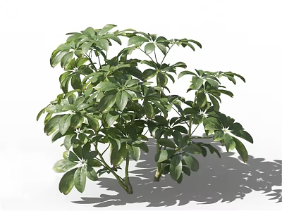 Vibrant Green Shrub with Lush Dense Foliage and Healthy Multiple Stems 3d model