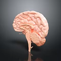 Human Brain 3D Anatomical Model Detailed View Showing Cerebral Lobes And Brainstem