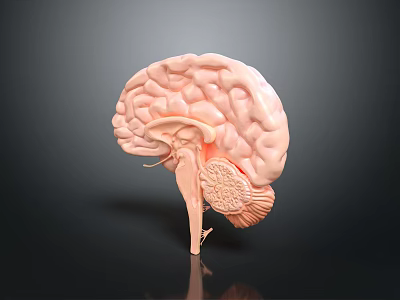 Human Brain 3D Anatomical Model Detailed View Showing Cerebral Lobes And Brainstem 3d model