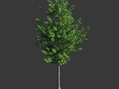 Tall Arbor Tree With Green Lush Foliage And Gray Slender Trunk 3d model