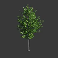 Tall Arbor Tree With Green Lush Foliage And Gray Slender Trunk