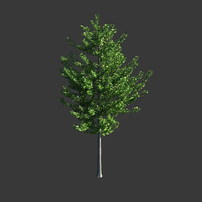 Tall Arbor Tree With Green Lush Foliage And Gray Slender Trunk 3d model