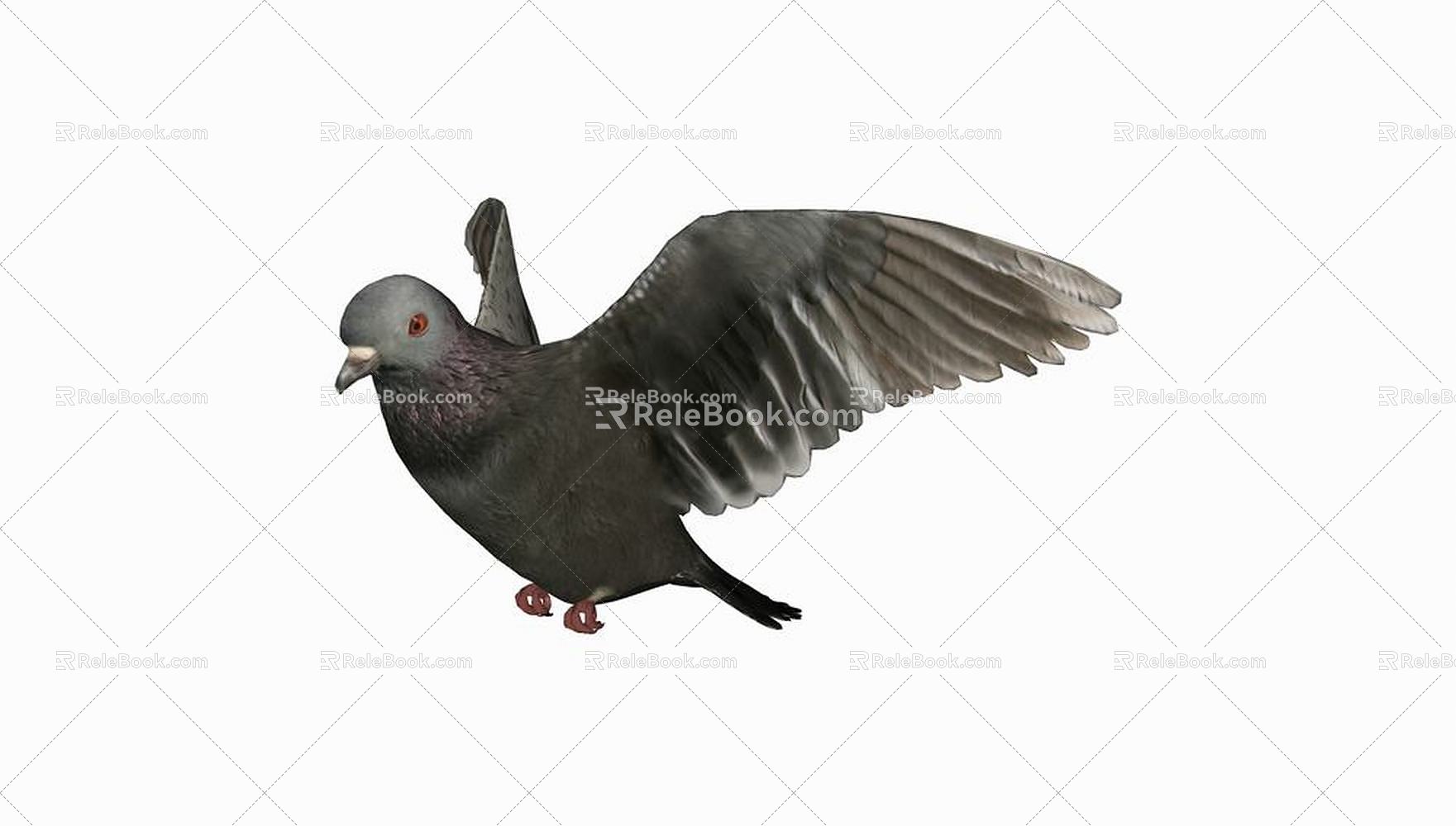 Modern pigeon animal pigeon 3d model