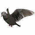 Modern pigeon animal pigeon 3d model