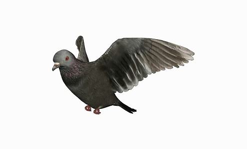 Modern pigeon animal pigeon 3d model