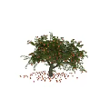 Apple Tree with Abundant Ripe Fruits on Branches and Fallen Apples Scattered Around Trunk