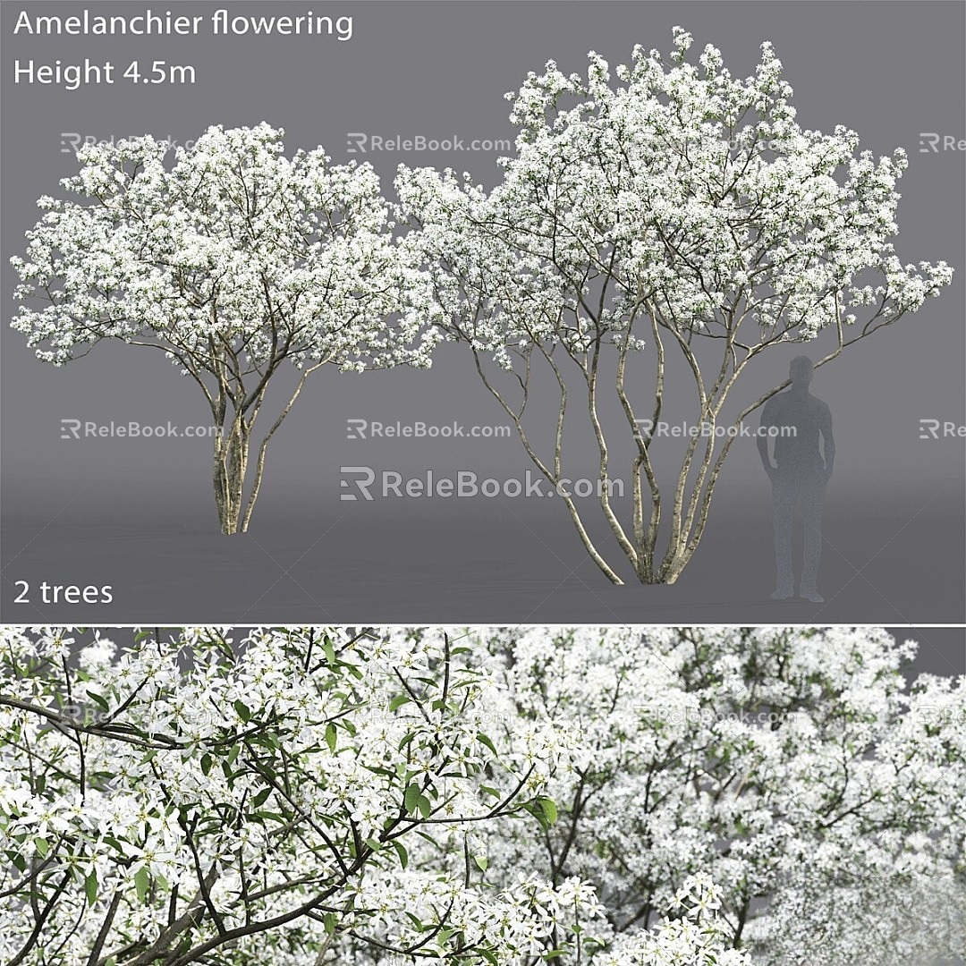 Blueberry flowering Amelanchier modern tree 3d model