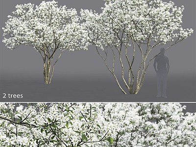 Blueberry flowering Amelanchier modern tree 3d model