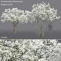 Blueberry flowering Amelanchier modern tree 3d model