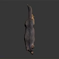Realistic 3D Rendered Wolf with Gray Brown Fur Walking on Dark Background and Reflection 3d model